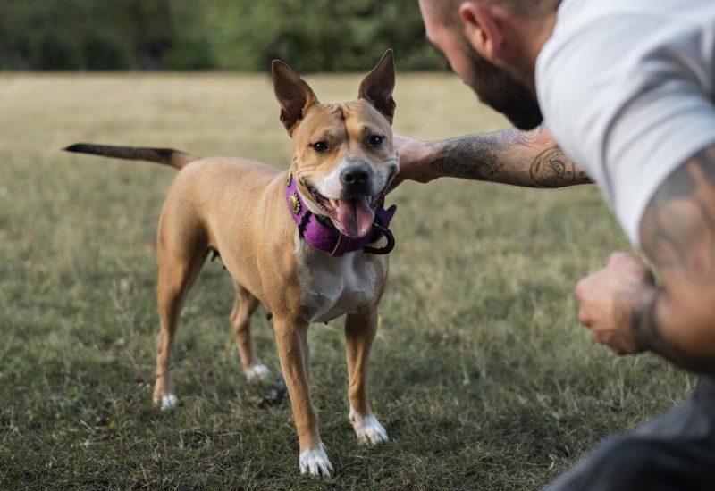 Dog Bite Injury Claims in Rhode Island